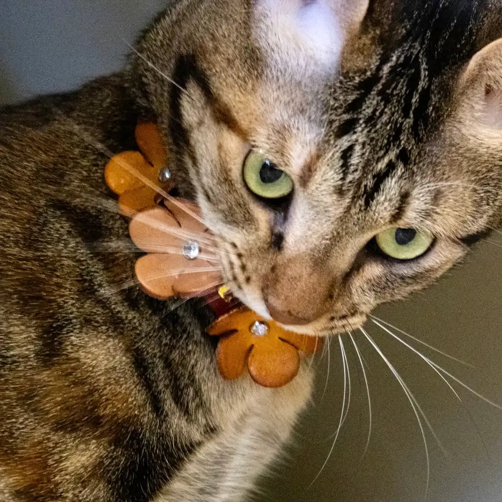 Getigerte Katze mit Halsband aus Lederblumen und Strass, Nahaufnahme.